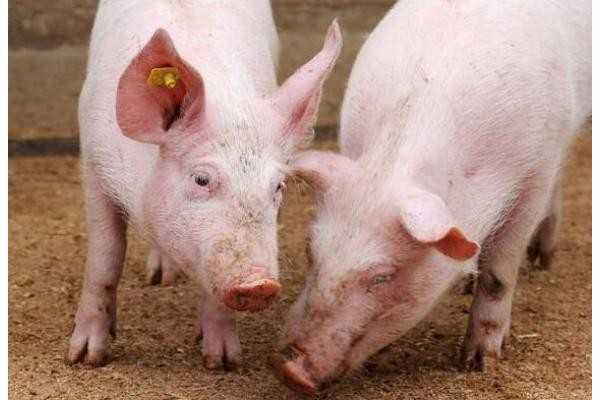 RFID技术肉类追溯监管，让食物更加安全